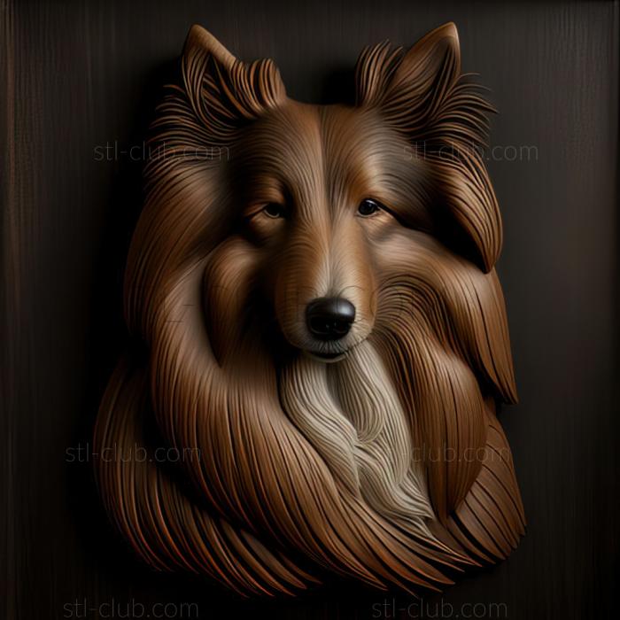 st Sheltie dog